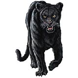 Dark-Panther