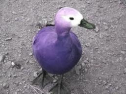 PurpleDuck4